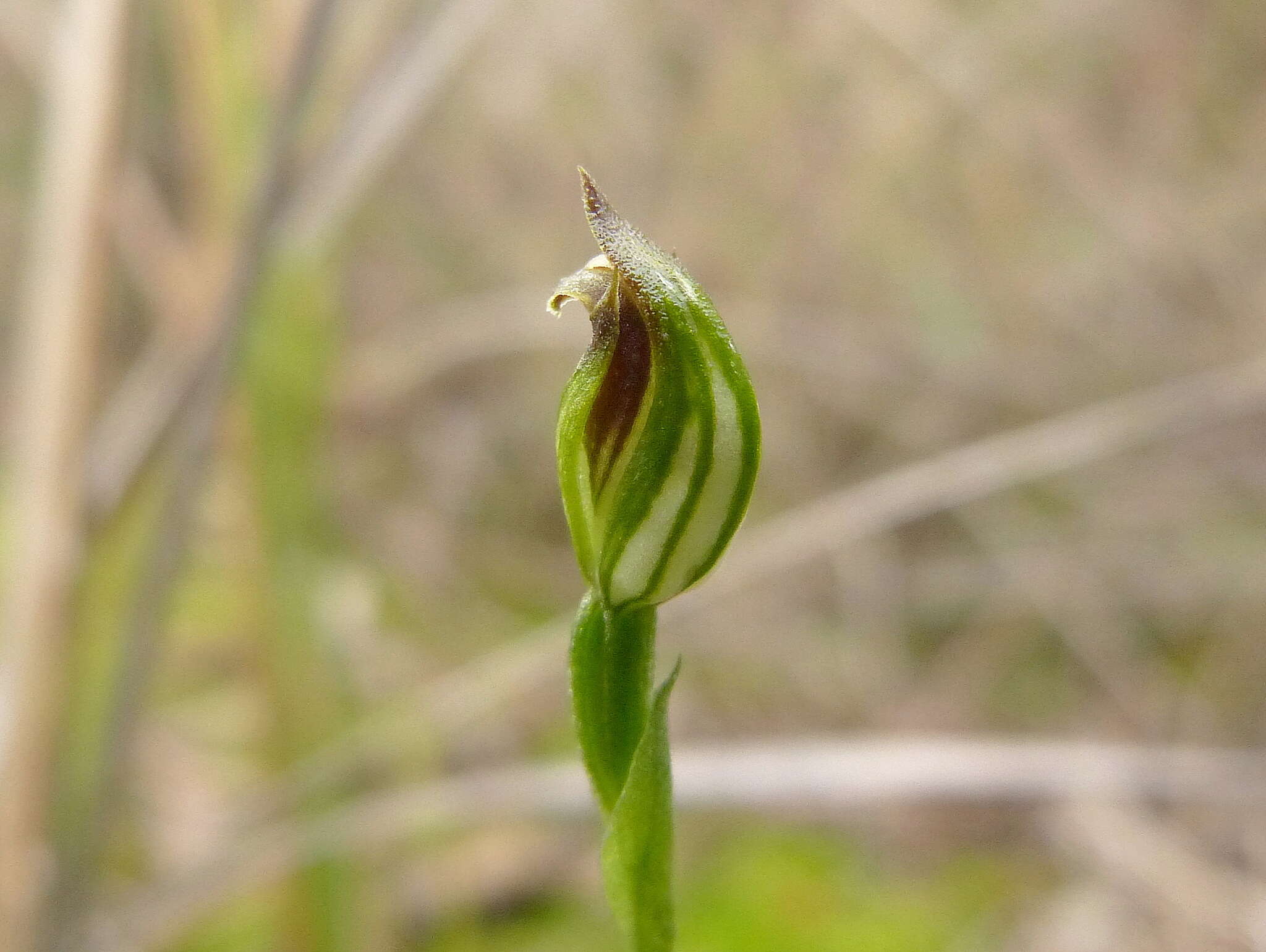 Pterostylis clivosa的圖片