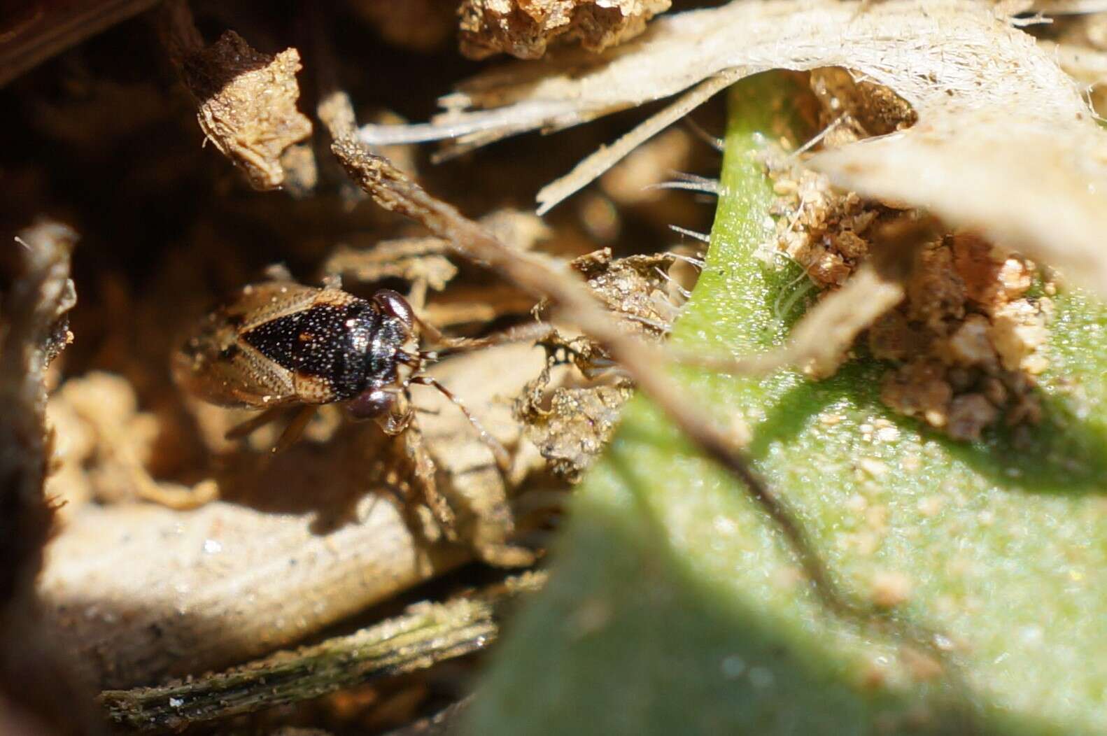 Image of <i>Geocoris pallidipennis</i>