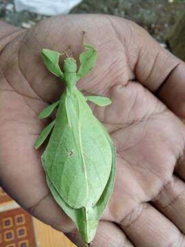 Image of Phyllium nisus