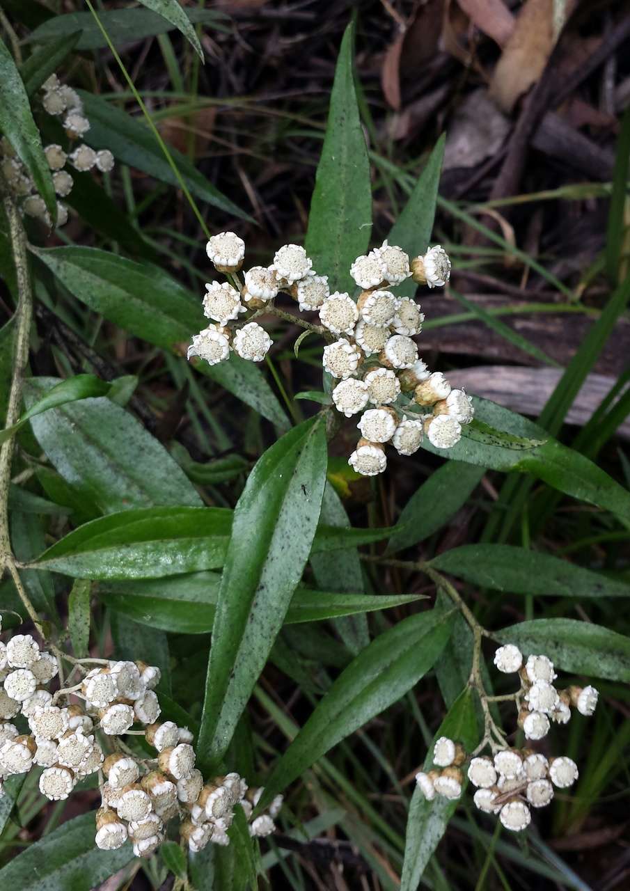 Imagem de Ozothamnus stirlingii (F. Müll.) A. A. Anderberg