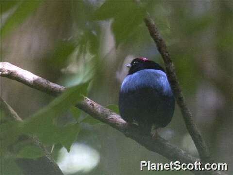 Image of Blue-backed Manakin