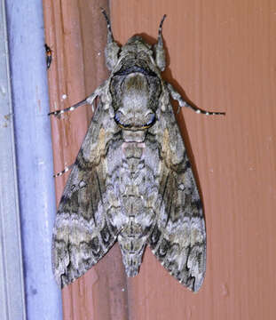 Image of Pink-spotted Hawkmoth