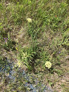 Слика од Asclepias asperula subsp. capricornu (Woods.) Woods.