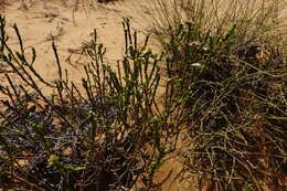 Image of Olearia passerinoides subsp. passerinoides