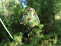 Sivun Rhaponticoides africana (Lam.) M. V. Agab. & Greuter kuva