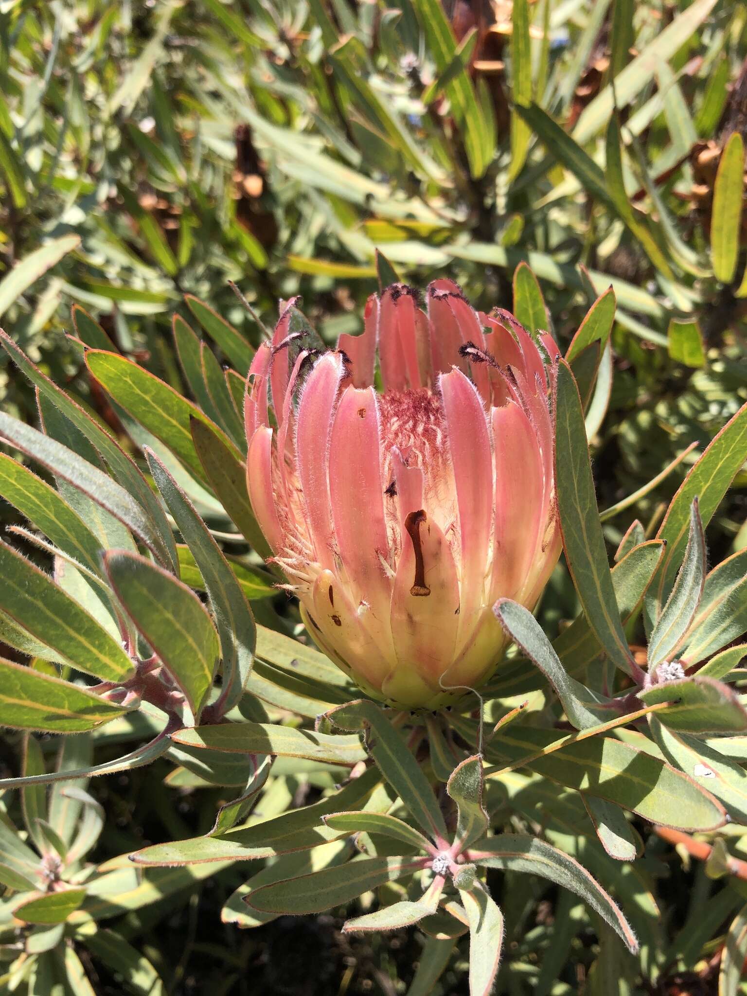 Imagem de Protea burchellii Stapf