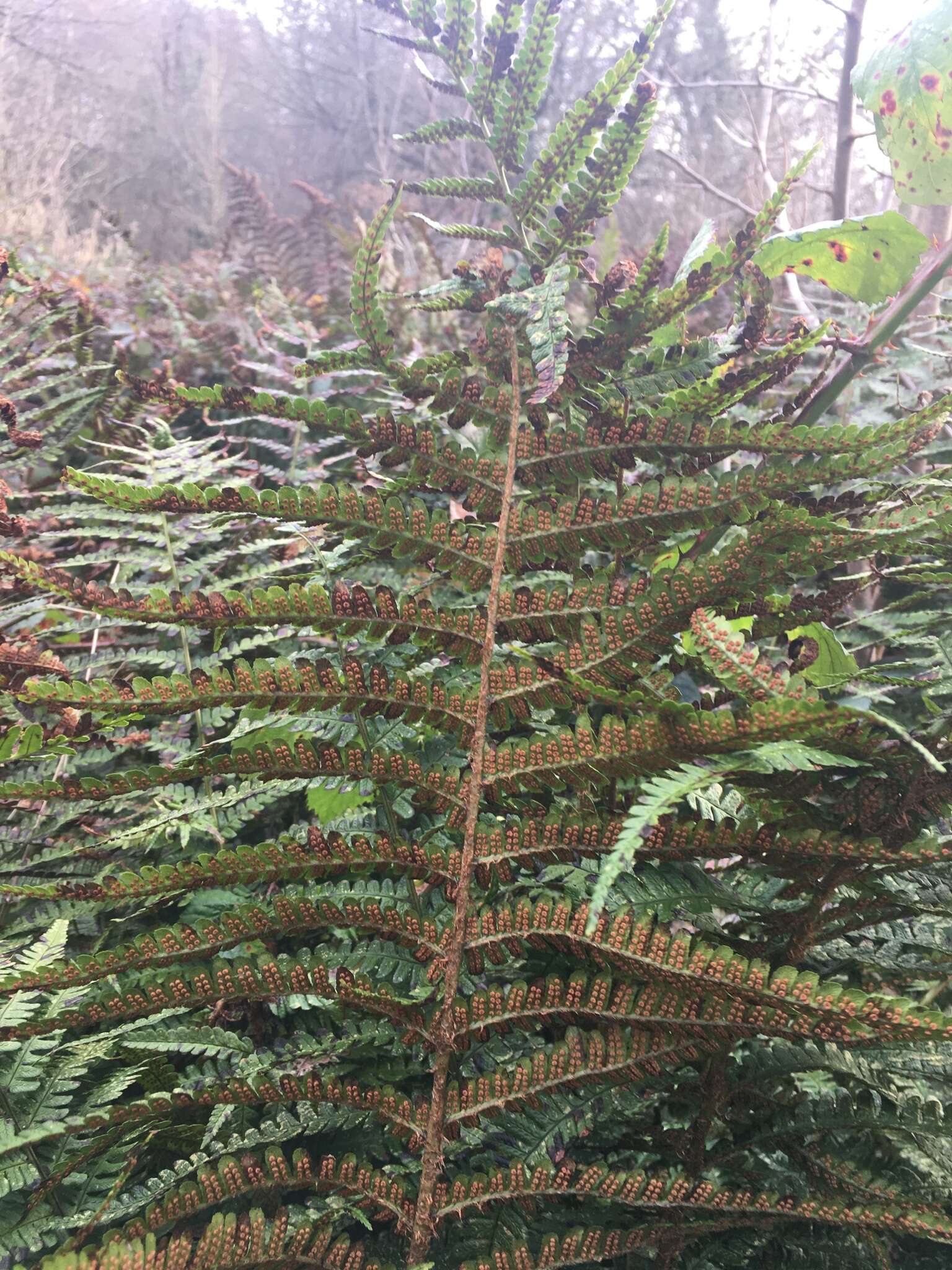 Image de Dryopteris affinis subsp. affinis