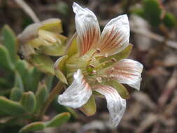 Image of Roepera sessilifolia (L.) Beier & Thulin