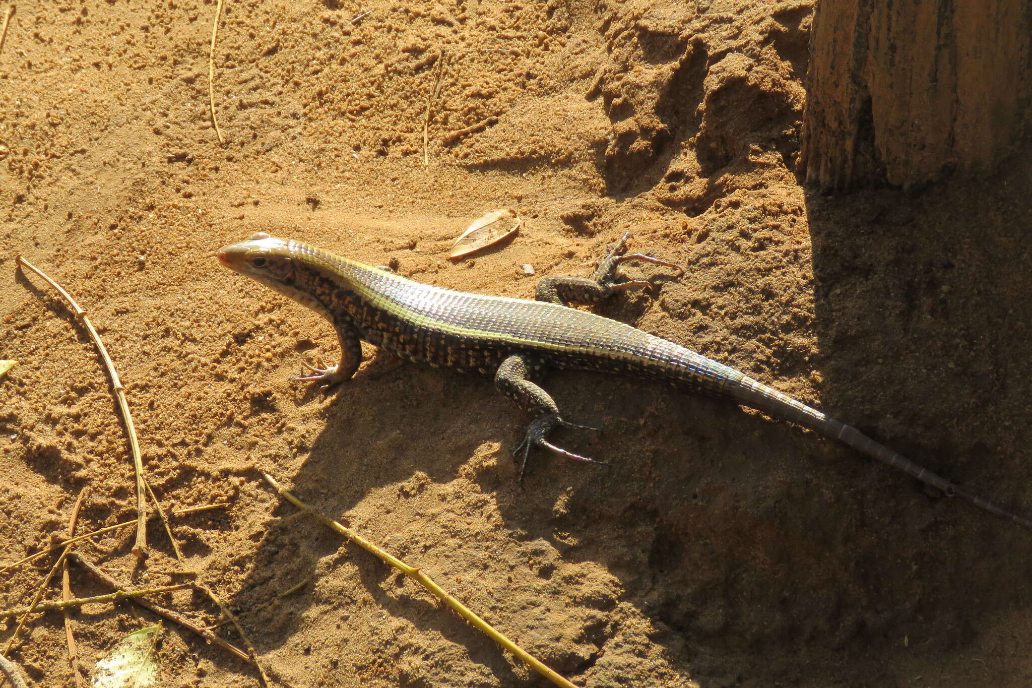 صورة Zonosaurus laticaudatus (Grandidier 1869)