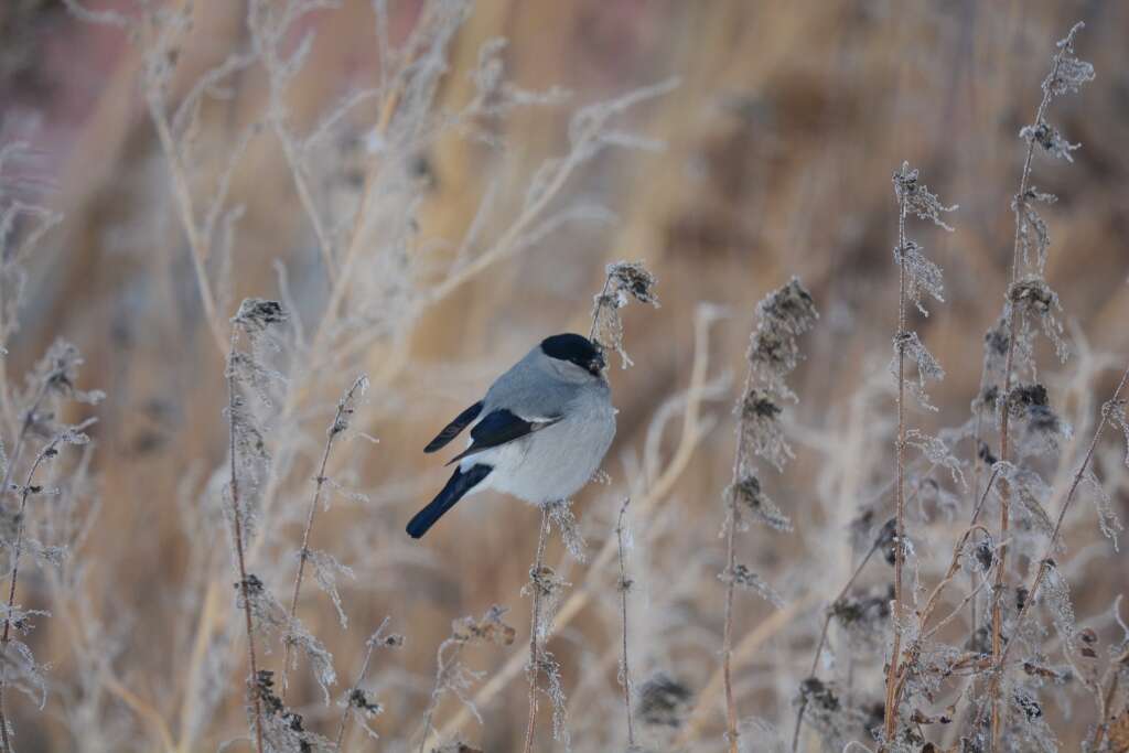 Image of Baikal Bullfinch