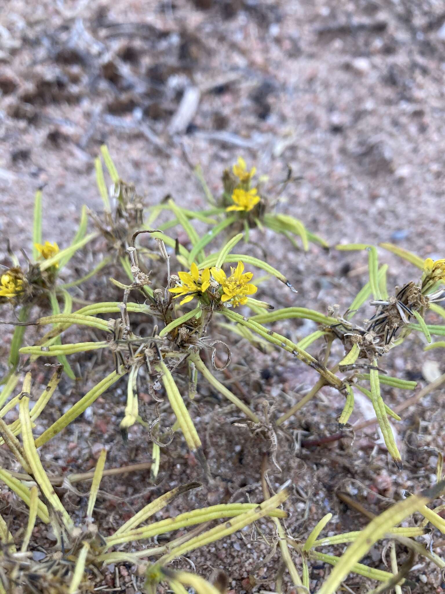 Imagem de Pectis angustifolia Torr.