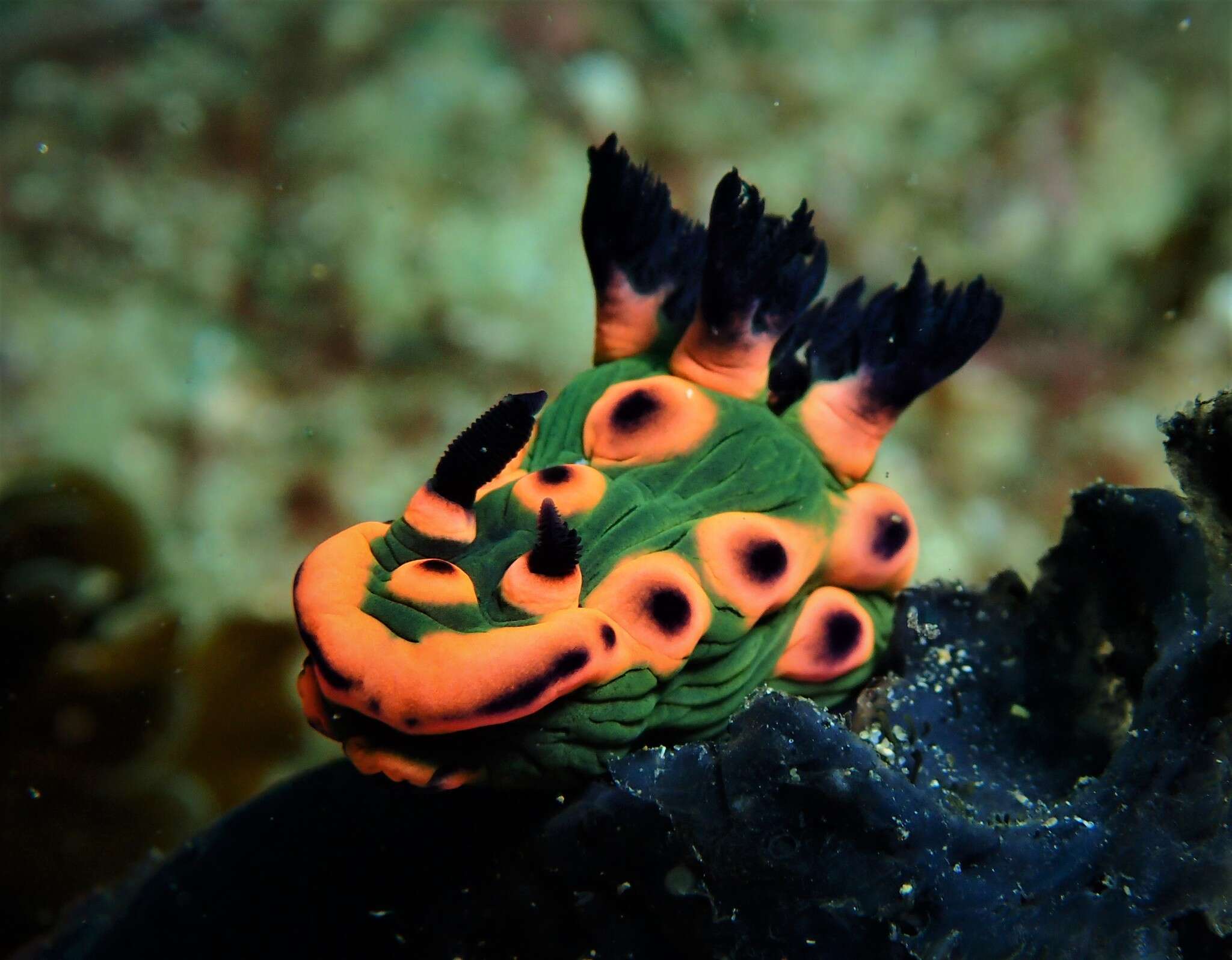 Image de Nembrotha rosannulata Pola, Cervera & Gosliner 2008