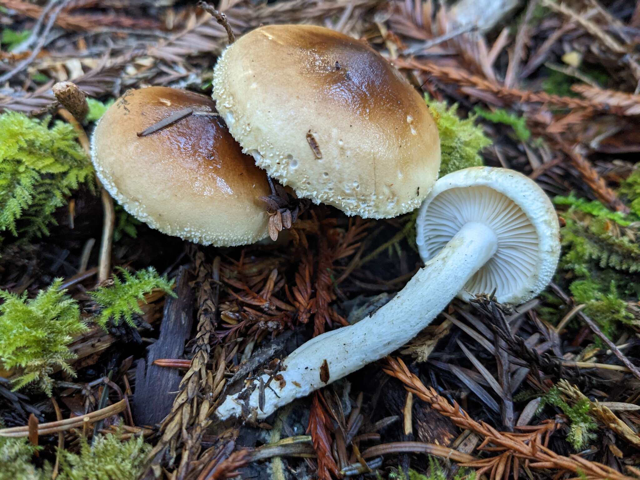 Hygrophorus bakerensis A. H. Sm. & Hesler 1942 resmi