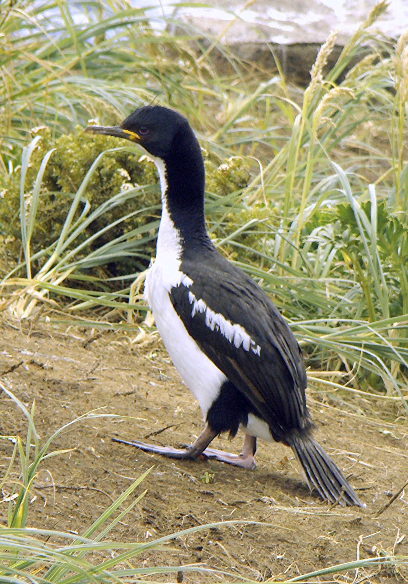 Image of Auckland Shag