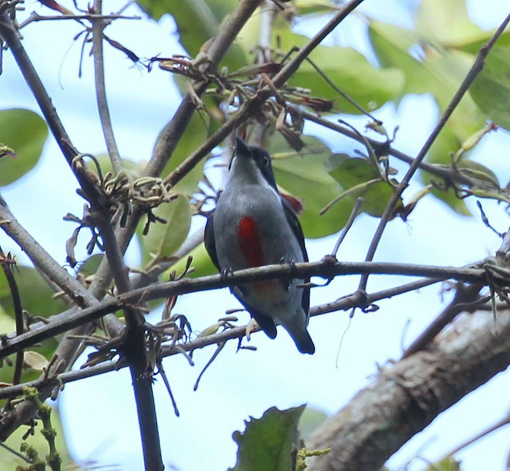 Image of Red-keeled Flowerpecker