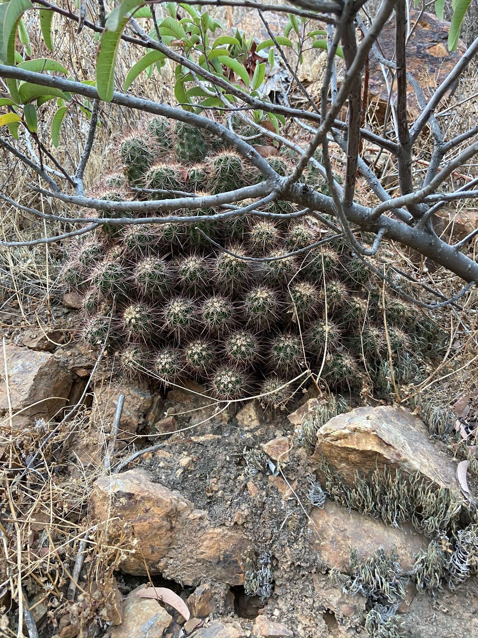 Image of Echinocereus pacificus (Engelm. ex Orcutt) Britton & Rose