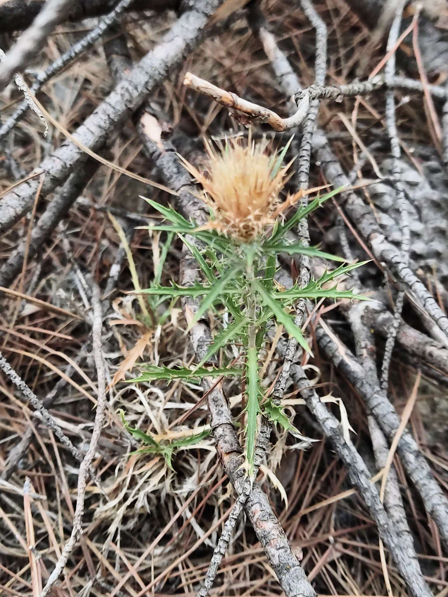 Image of Atractylis humilis L.