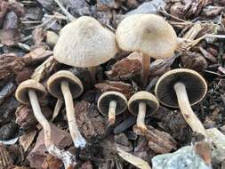 Panaeolus subbalteatus (Berk. & Broome) Sacc. 1887 resmi