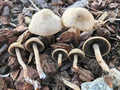 Panaeolus subbalteatus (Berk. & Broome) Sacc. 1887 resmi