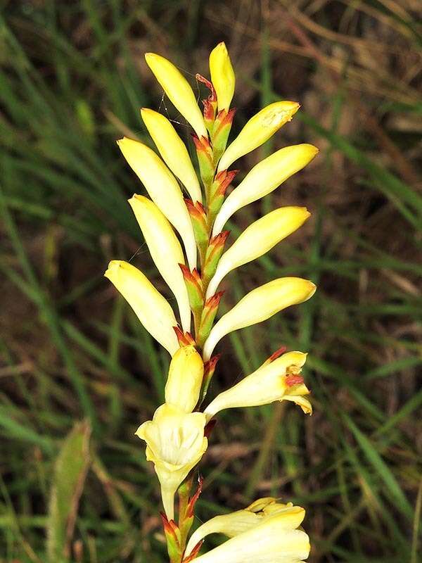 Image of Watsonia watsonioides (Baker) Oberm.