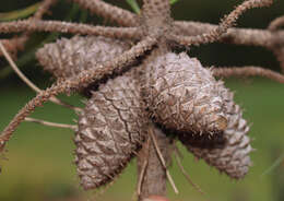 Image of Bishop pine