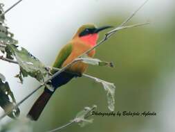 Image of Red-throated Bee-eater