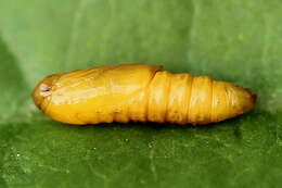 Image of flat white-spotted leaf roller