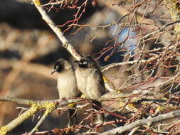 Image of White-eyed Bulbul