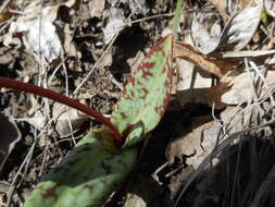 Image of Dog tooth lily