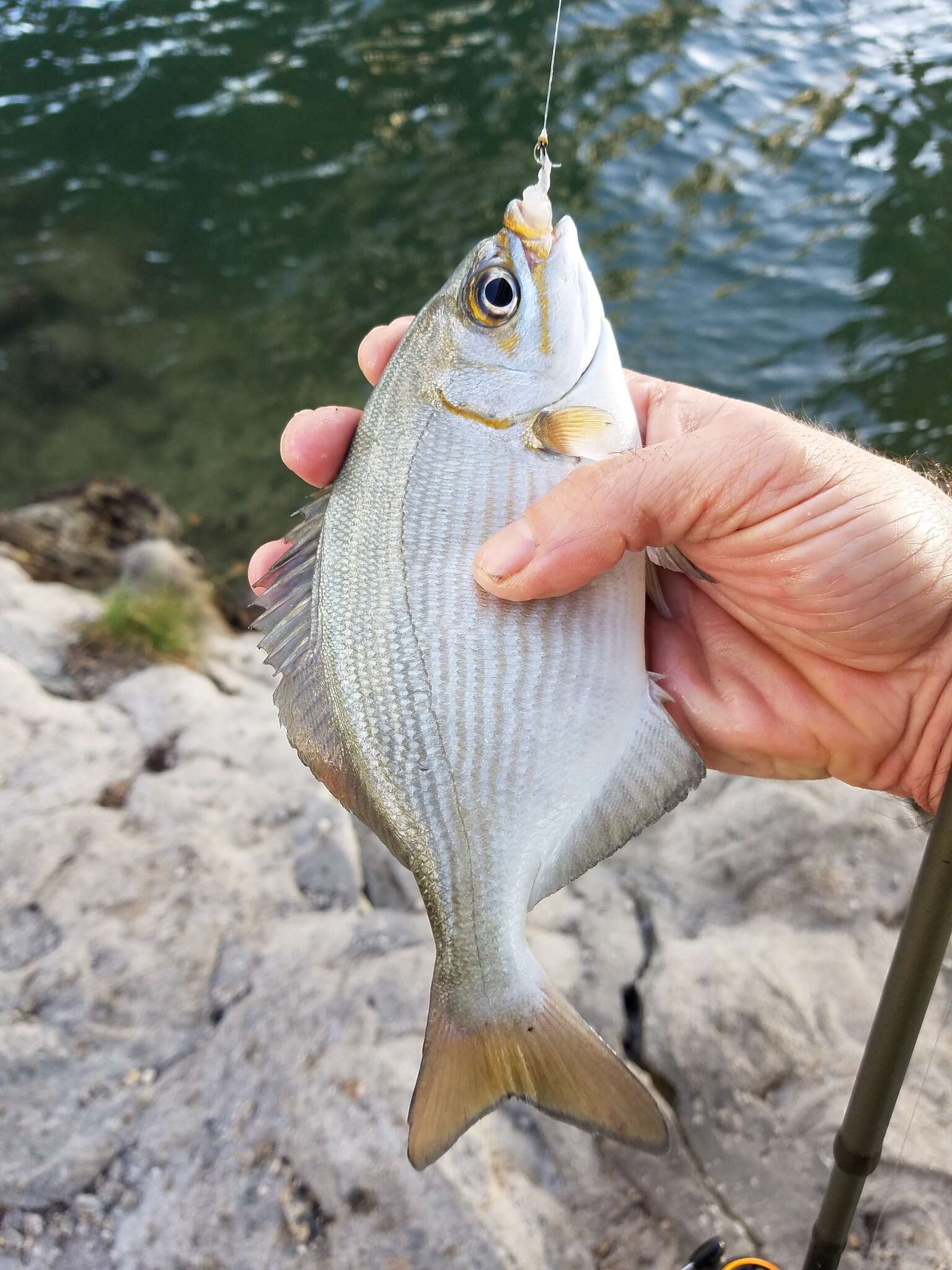 Image of Brassy chub