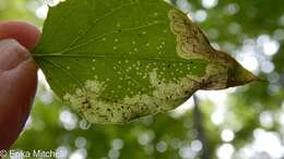 Image of Liriomyza orilliensis Spencer 1969