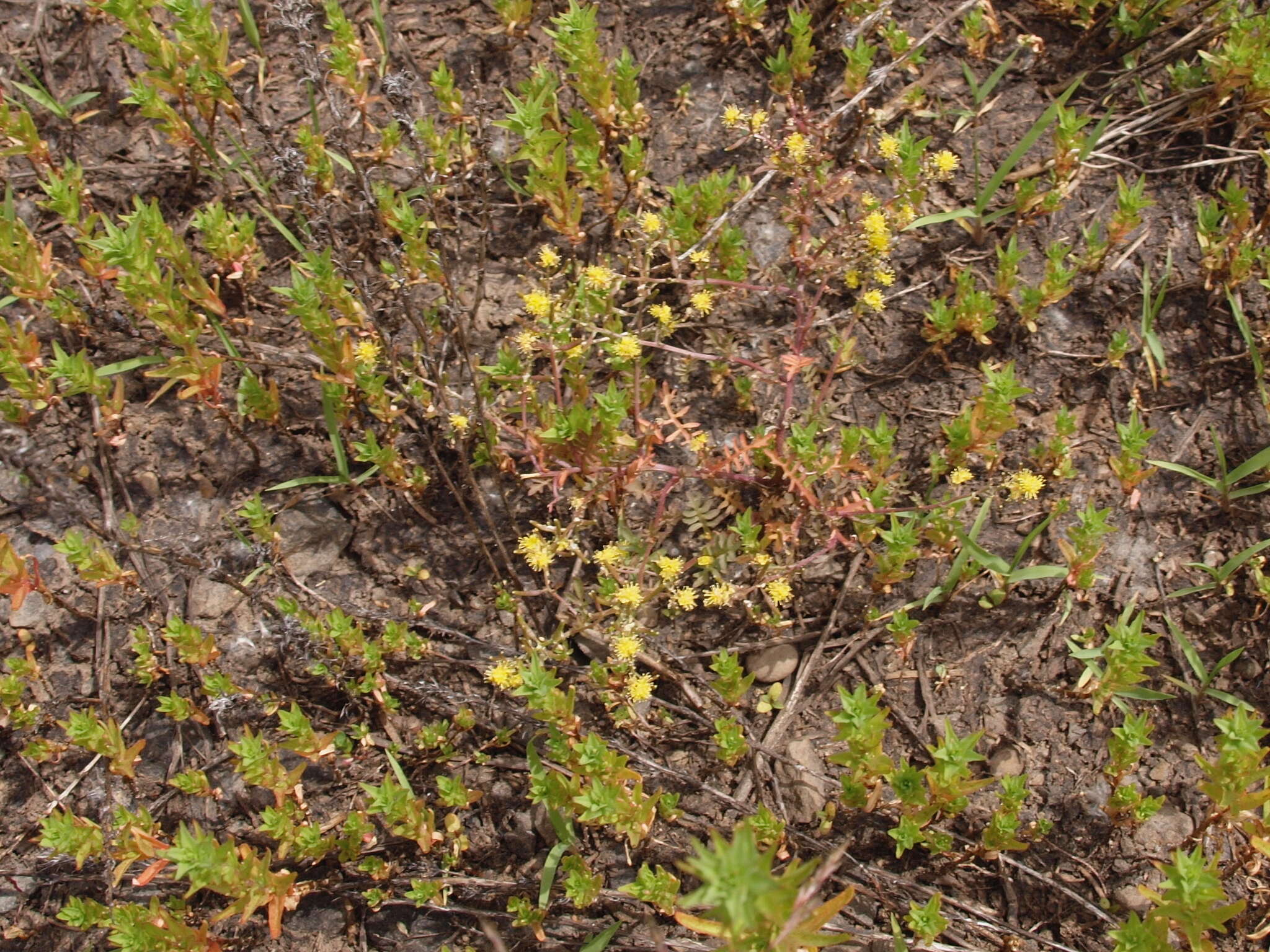 Image of curvepod yellowcress