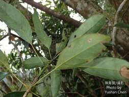 Image of Meliosma squamulata Hance