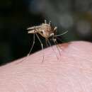 صورة Aedes cantator (Coquillett 1903)