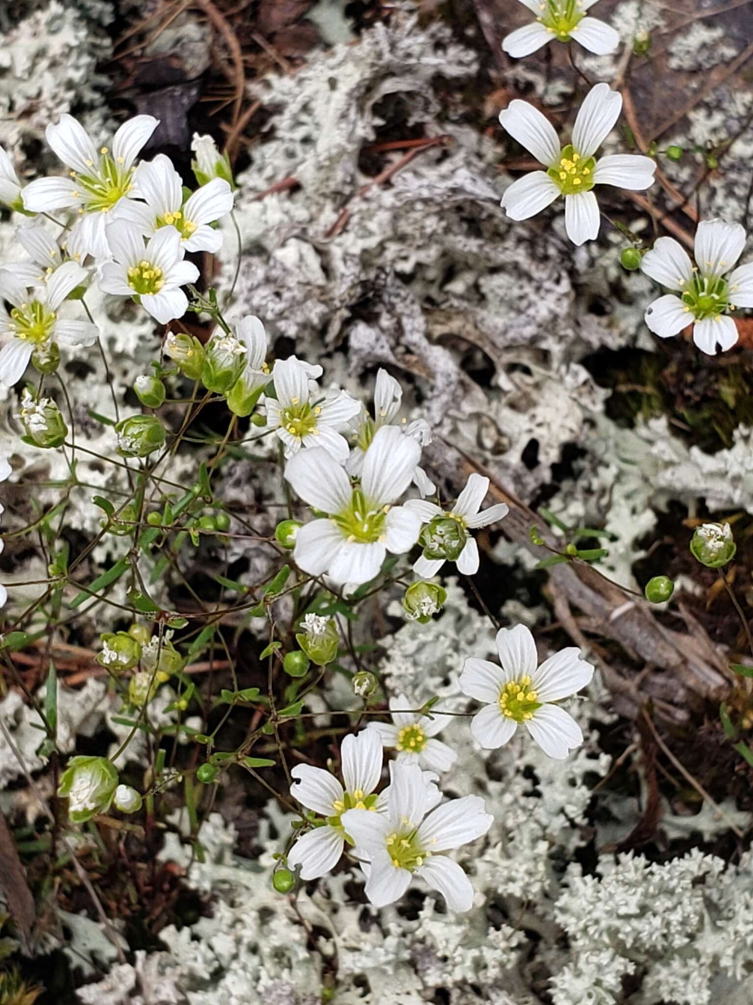 Plancia ëd Mononeuria glabra (Michx.) Dillenb. & Kadereit