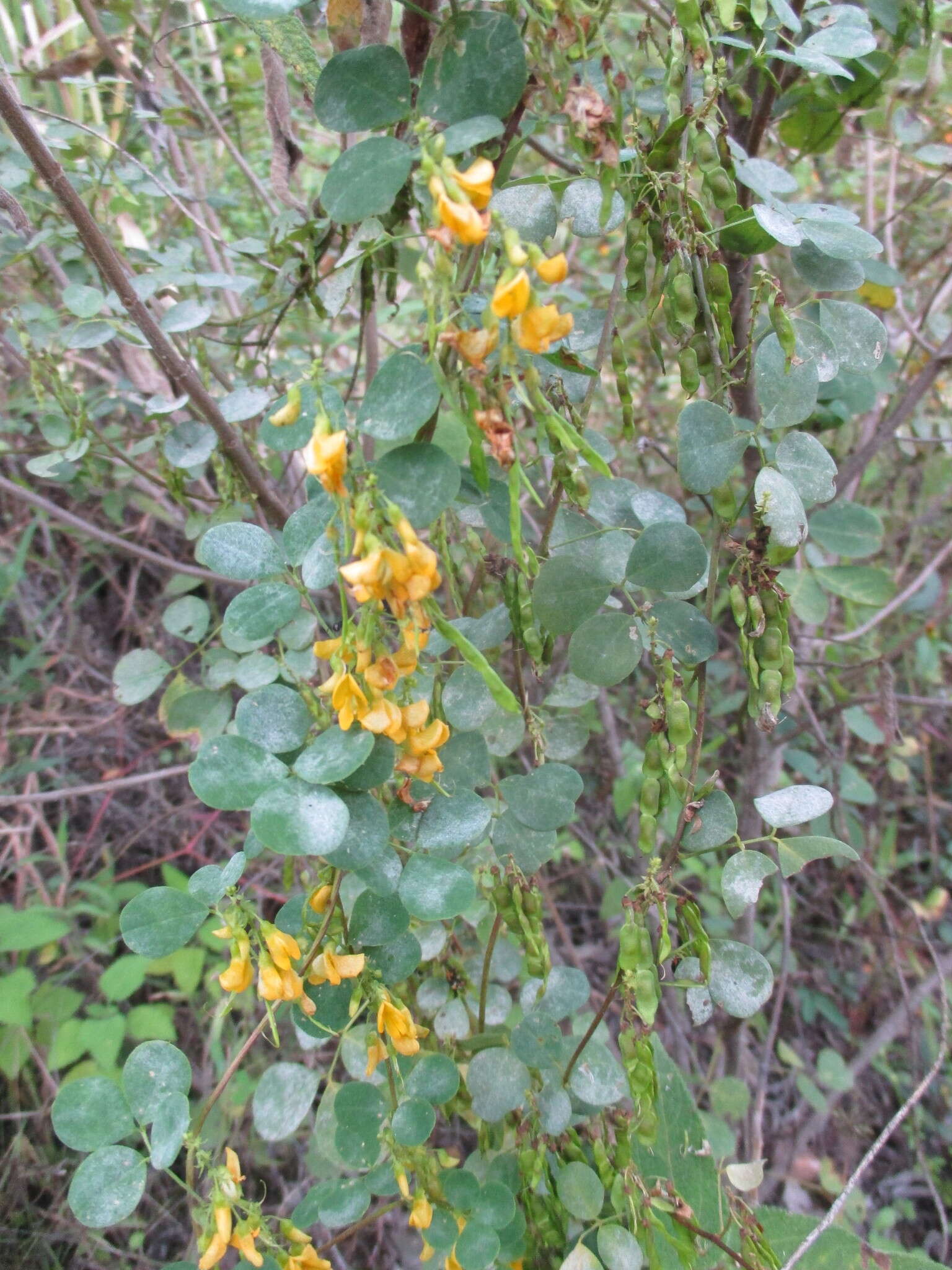 Image of Poiretia punctata (Willd.) Desv.