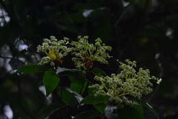 Image of Hydrangea integrifolia Hayata