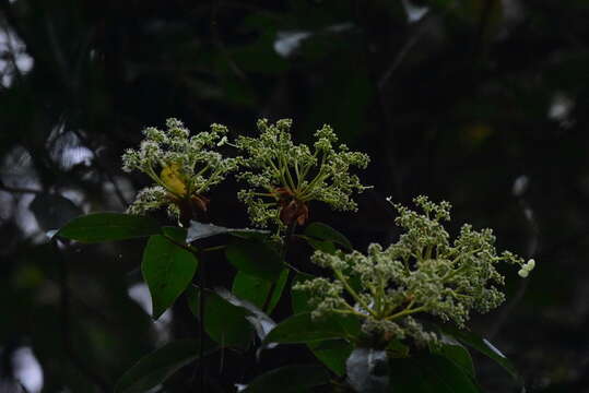 Image of Hydrangea integrifolia Hayata