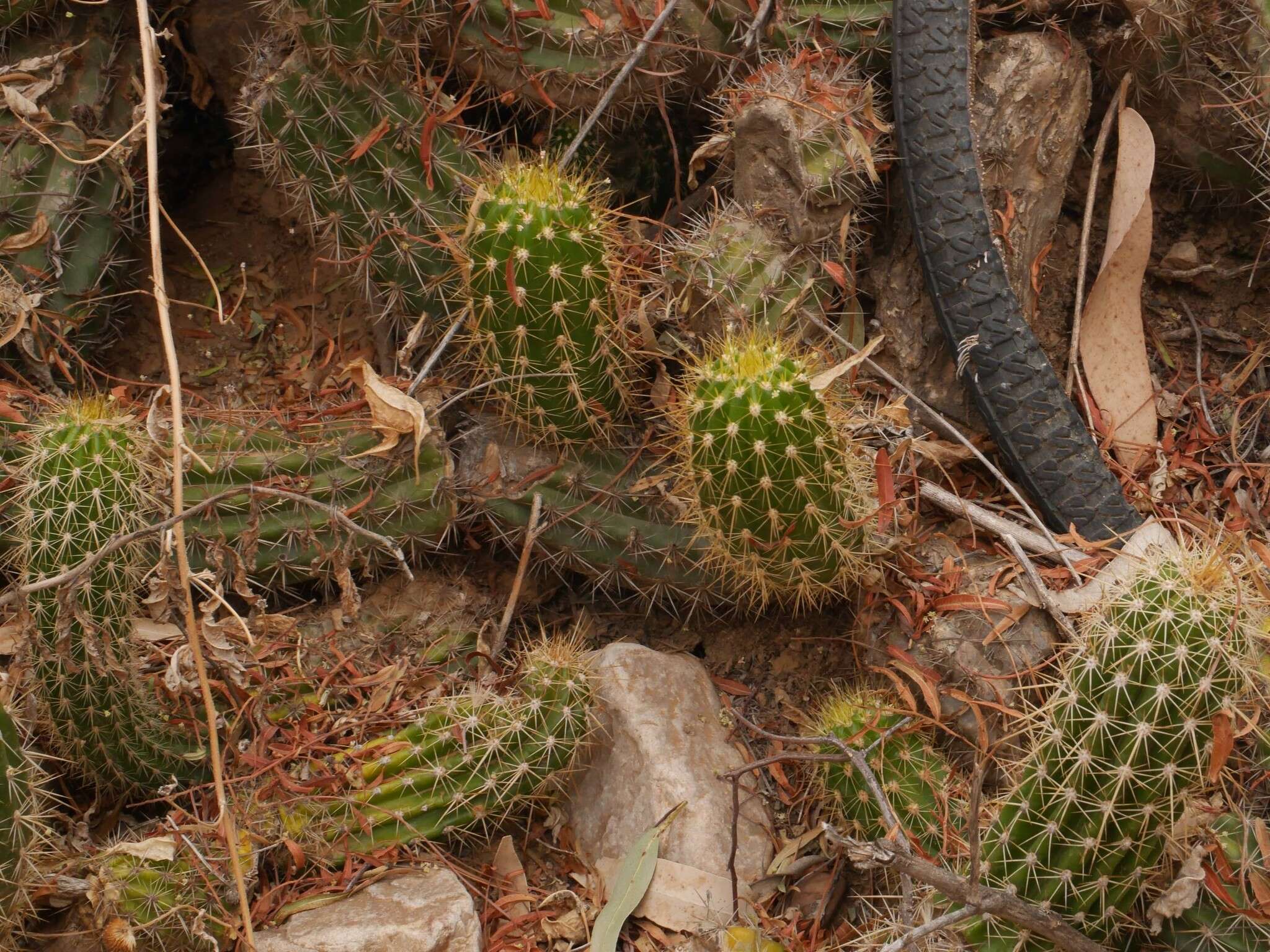 Image of Echinopsis volliana (Backeb.) H. Friedrich & G. D. Rowley