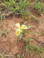 Image of Iris caucasica Hoffm.