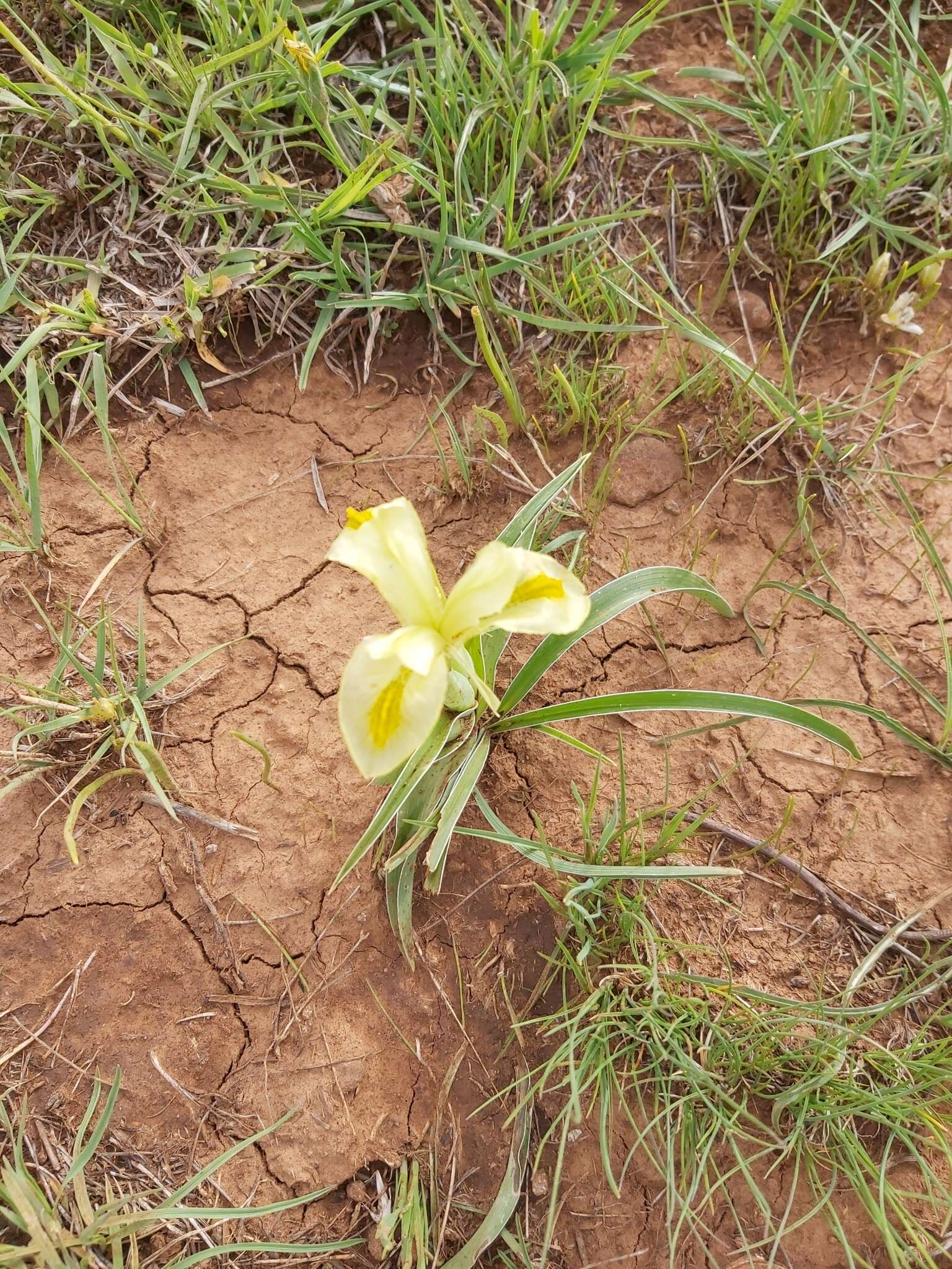 Слика од Iris caucasica Hoffm.