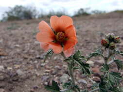 Image of Sphaeralcea crispa Hook. ex E. G. Baker