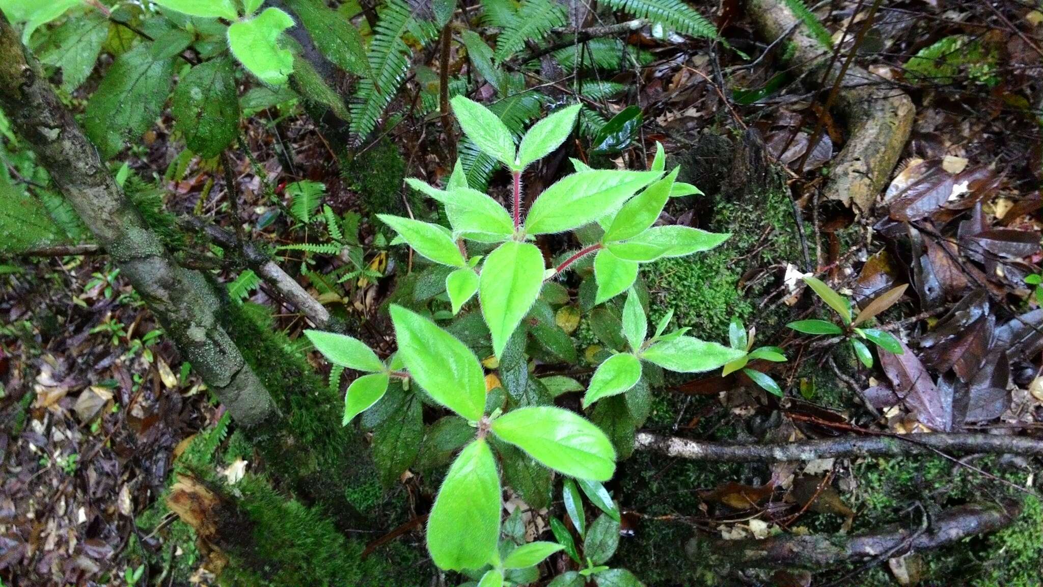 Слика од Rhododendron oldhamii Maxim.