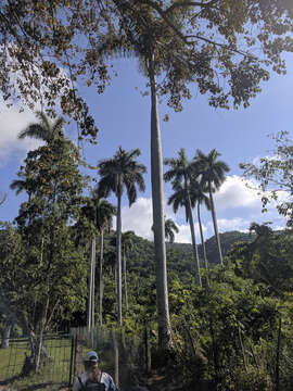 Image of Cuban Royal Palm