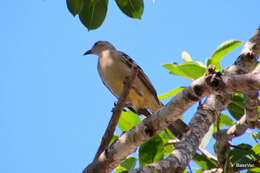 Image of Fawn-breasted Bowerbird