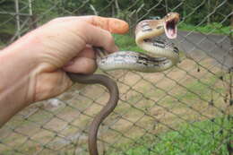 Image of Copper-headed Trinket Snake