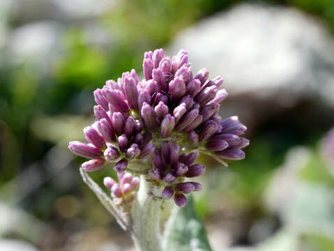 Image of Adenostyles alpina subsp. alpina