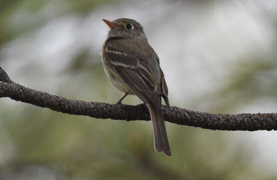 Empidonax affinis (Swainson 1827)的圖片