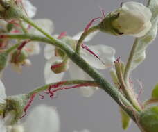 Image of Canadian serviceberry