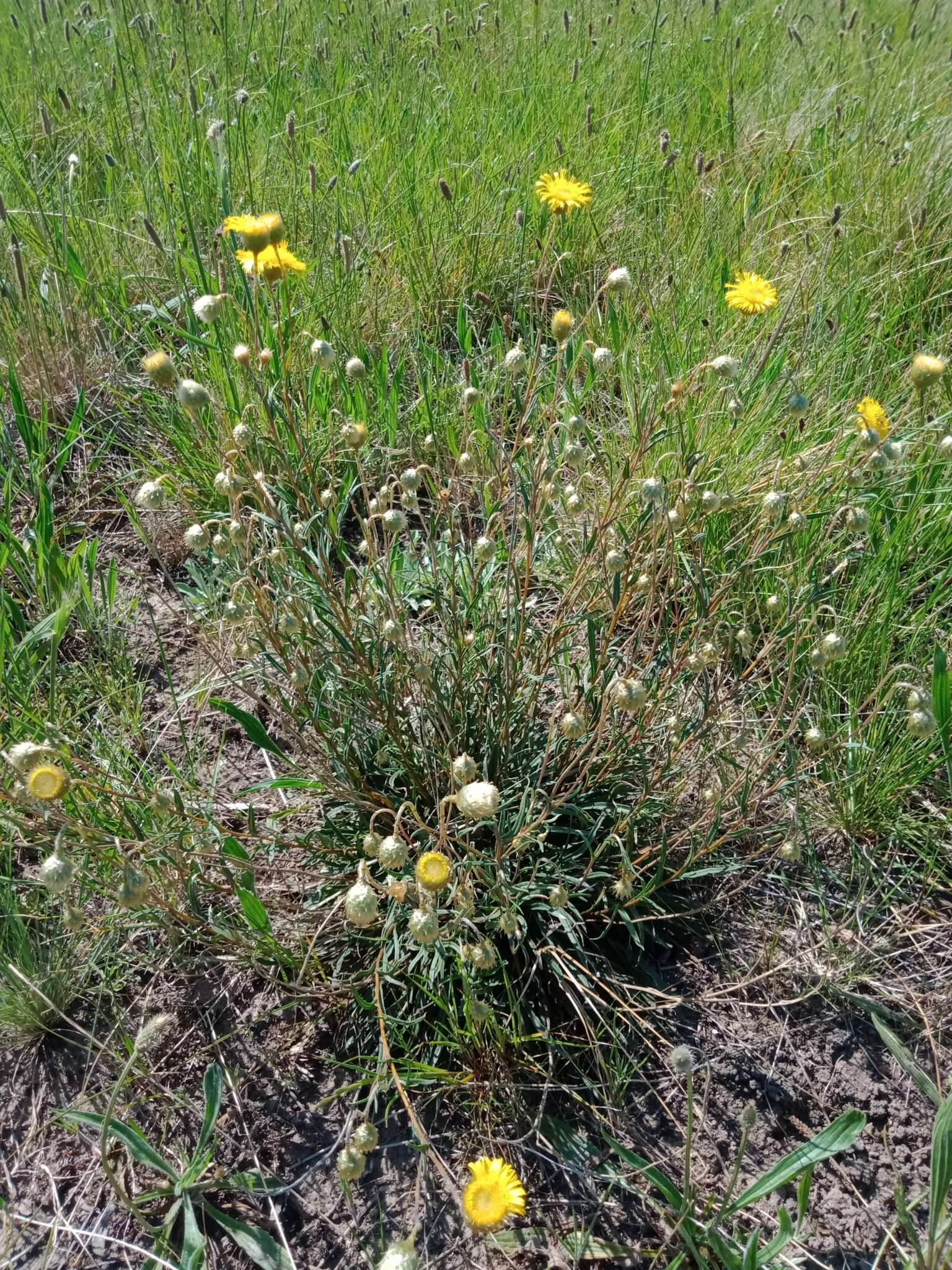 Image of Podolepis linearifolia